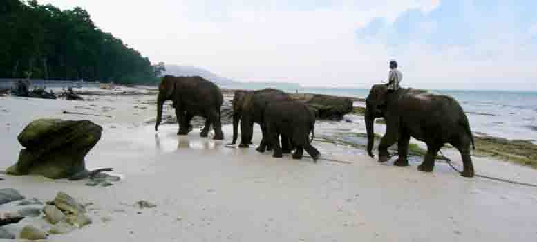 andaman_elephant beach